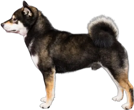 Shiba Inu Breed Course Shiba Inu Profile Png Shiba Inu Png