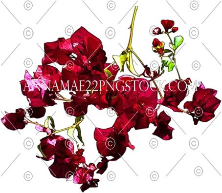 Red Flowers Png Stock Photo 0531 Transparent Background Image Floral Purple Flower Png