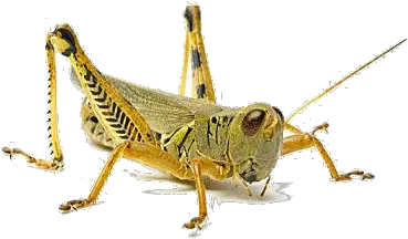 Grasshopper Png Png Grasshopper Png