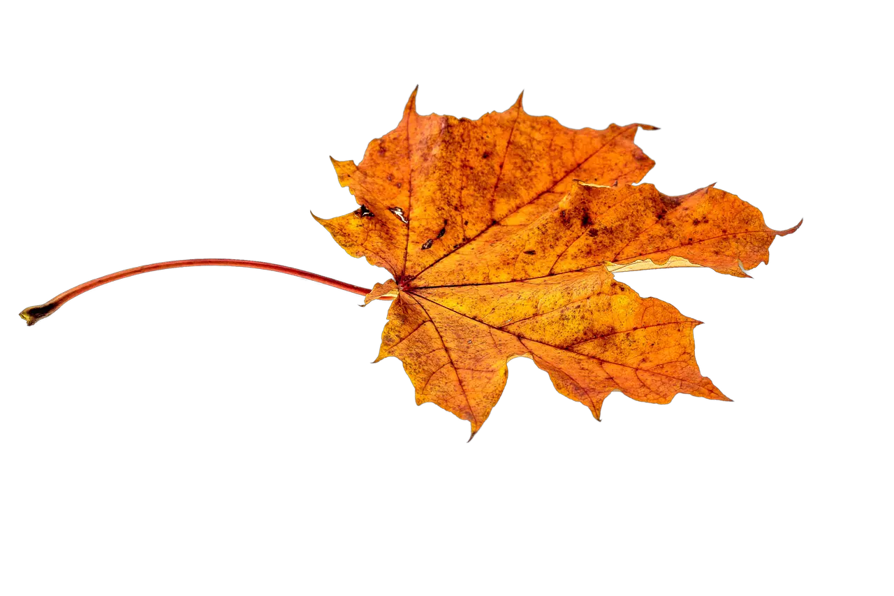 Autumn Leavestransparentpngimagesfreedownload011 Leaf Autumn Fall Png Leave Png