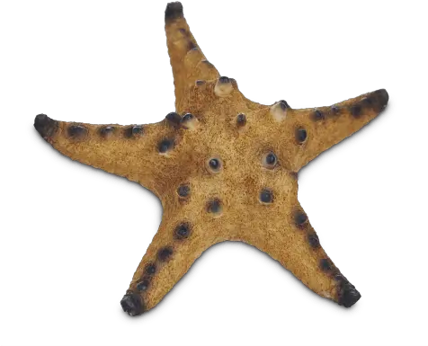 Imagitarium Starfish Resin Aquarium Decor Most Beautiful Royal Starfish Png Starfish Transparent