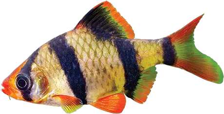 Barbs Care Sheet Tiger Barb Fish Png Fish Png Transparent