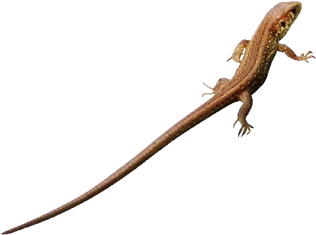 Lizard Photo Png Lacerta Lizard Transparent