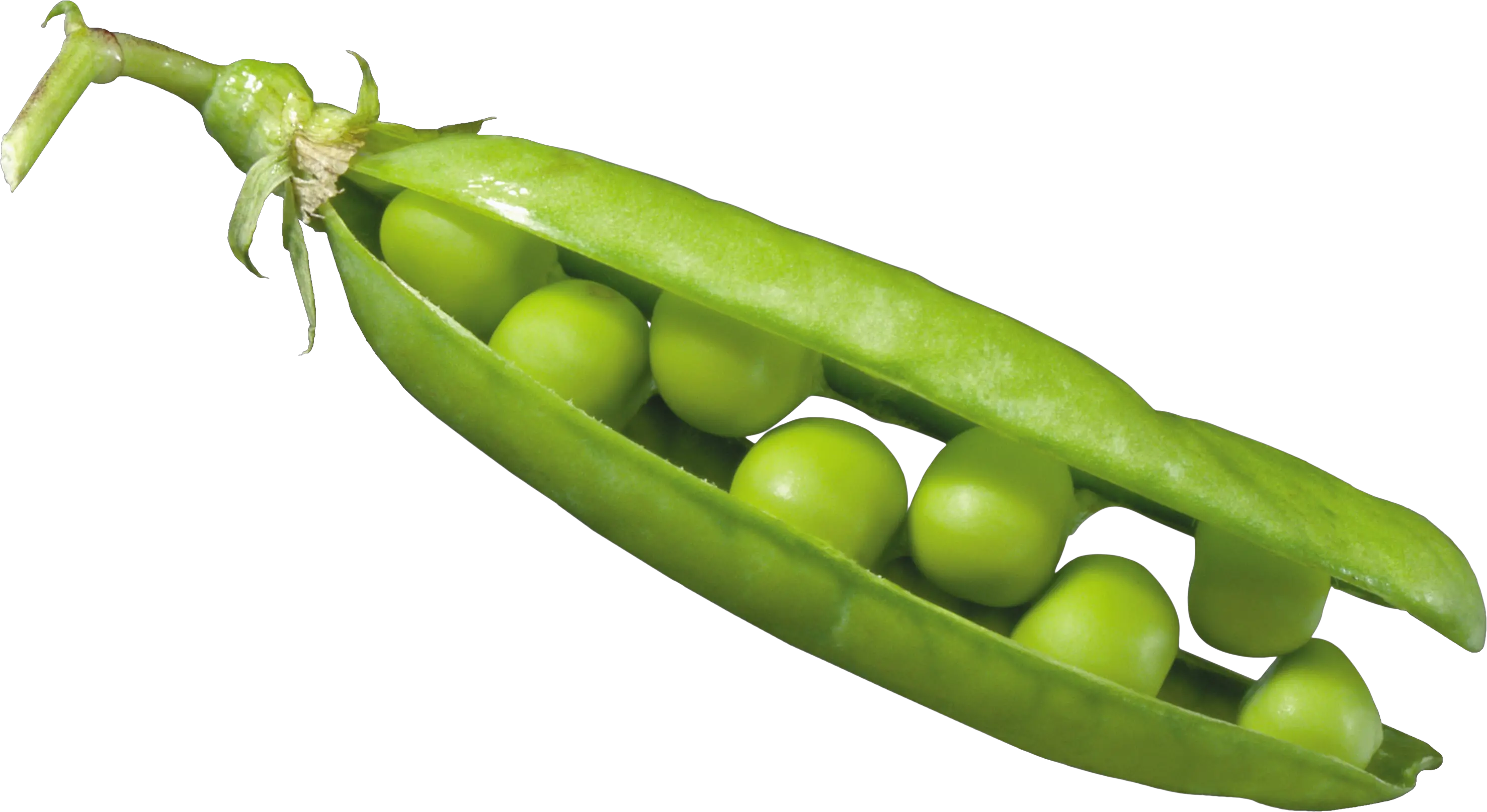 Peas In A Pod Png Image Seed Dispersal By Explosion Peas Peas Png