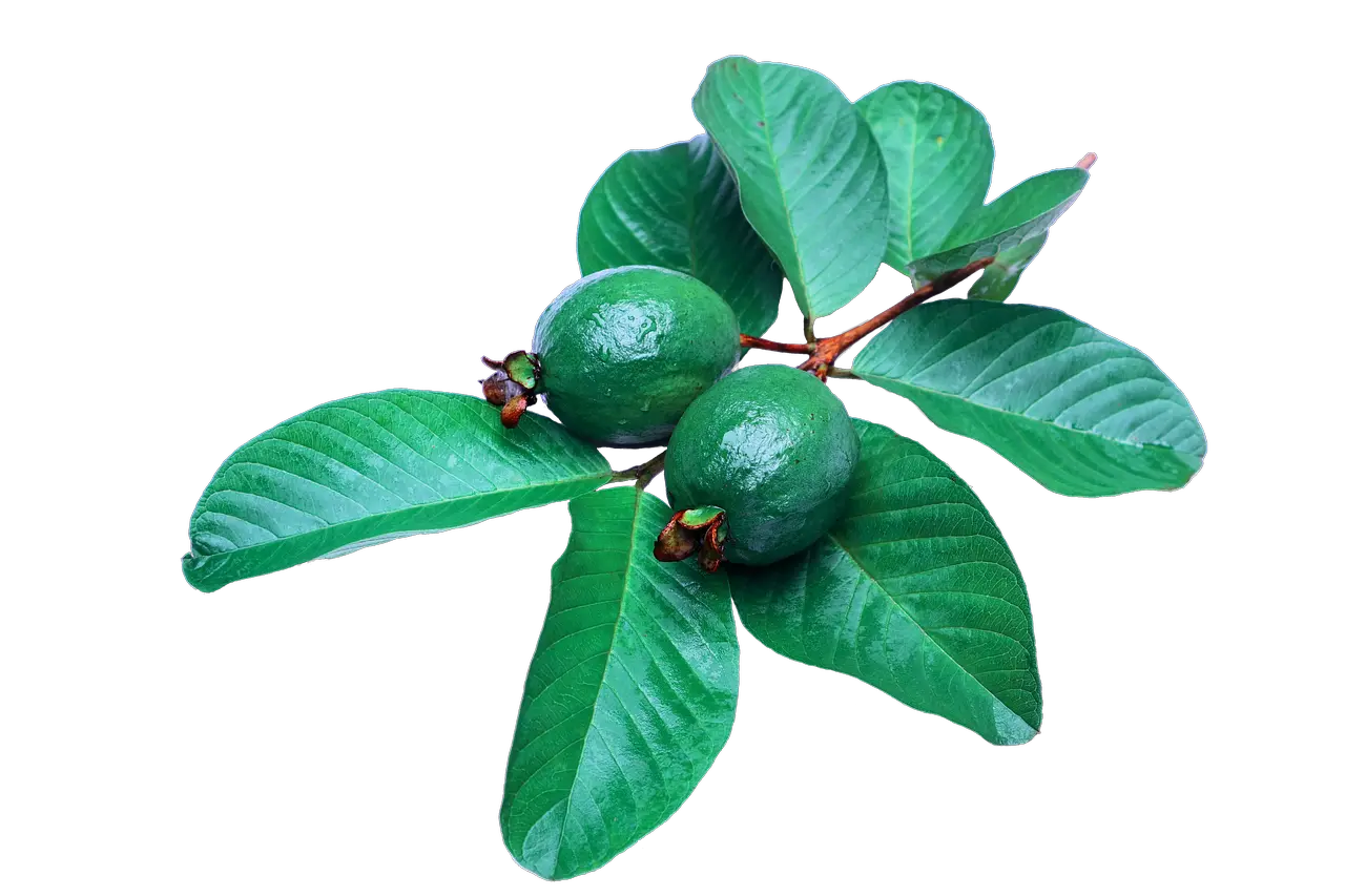 Free Guava Fruit Images Guava Leaves Png Fruit Tree Png
