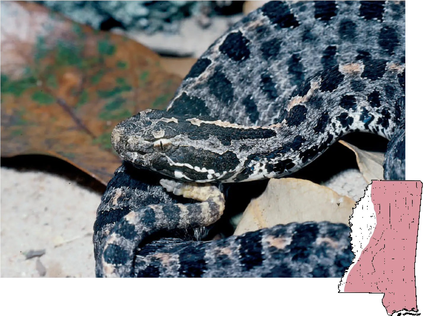 Mdwfp Venomous Snakes Of Mississippi Grey And Black Snake In Mississippi Png Rattlesnake Png