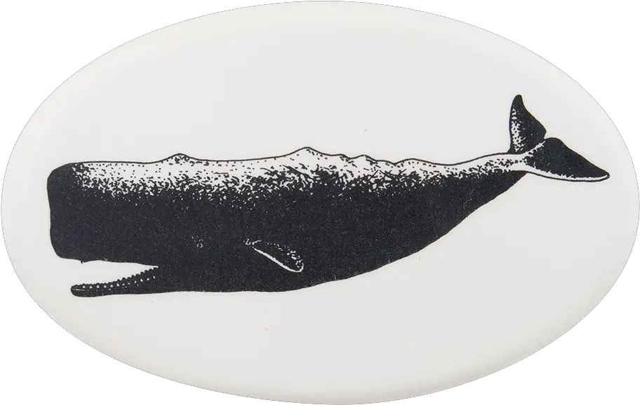 Sperm Png Sperm Whale Sperm Png