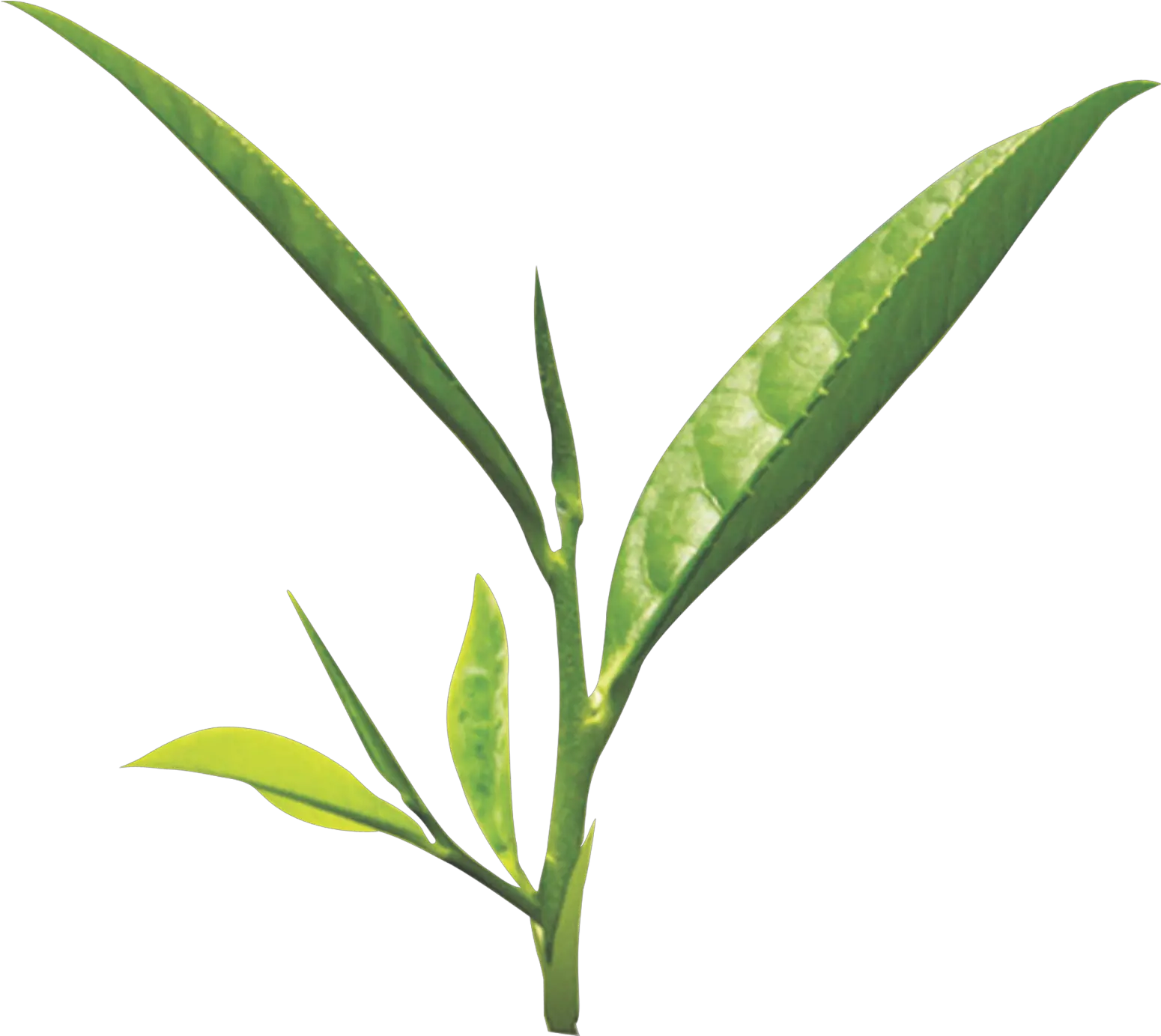 Tea Leaf Png Images Free Download Transparent Background Tea Leaf Png Leaf Png png