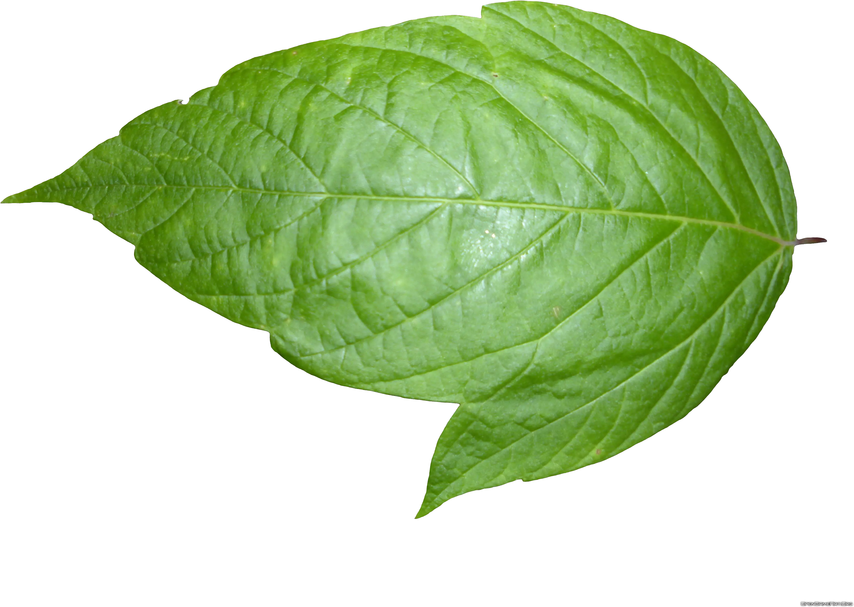 Single Plant Leaf Png Free Download Transparent Background Leaf Png Transparent Leaf Png png