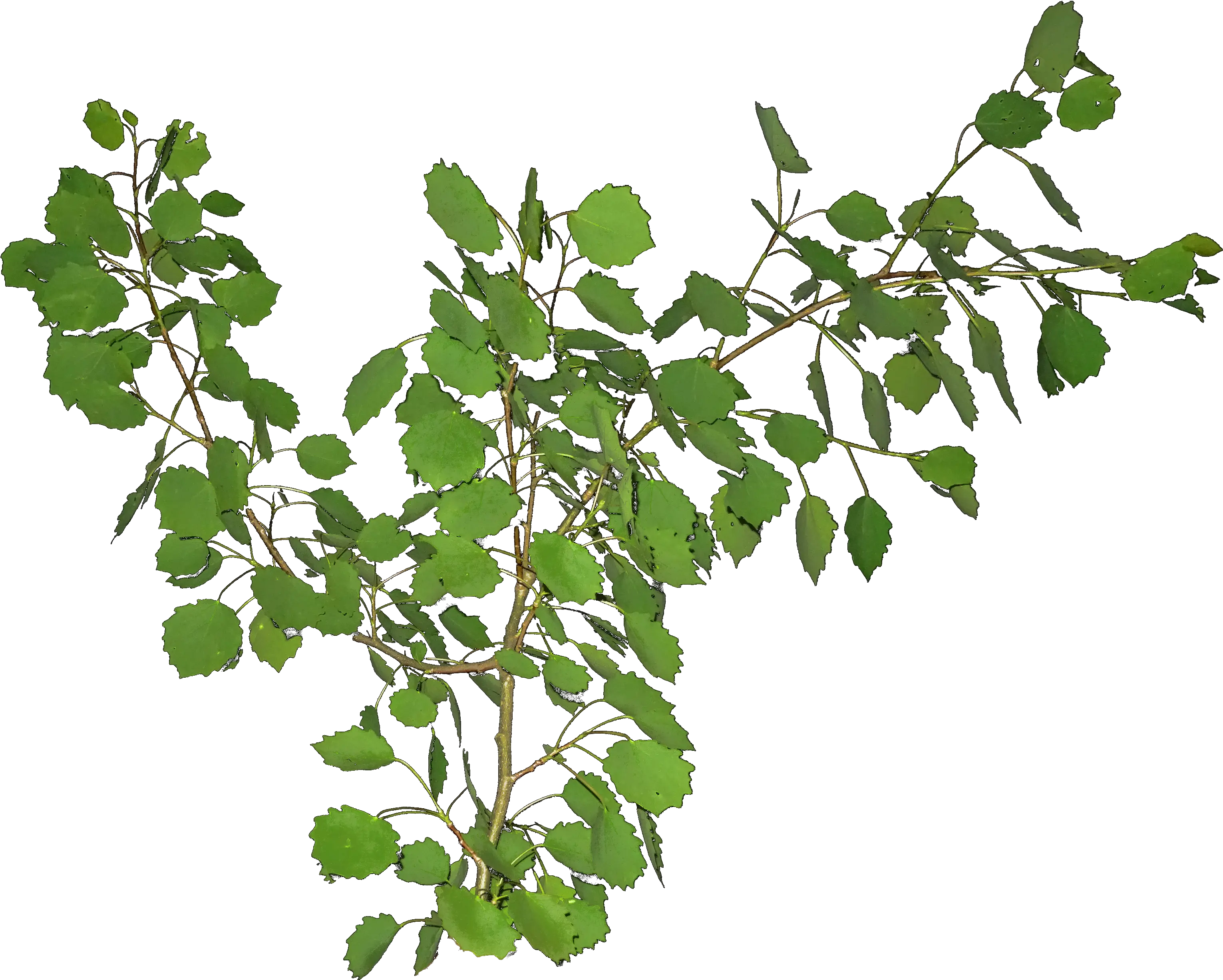 Ttpoplarpng 32732613 Plants Herbs Garden Poplar Leaf Branch Png Herbs Png