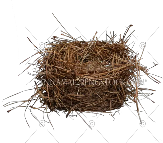 Misc Nature Png Stock Photos Bird Nest Png Bird Nest Png