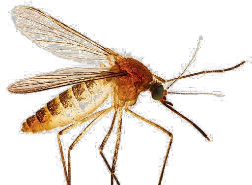 Mosquito Transparent Images Design Png Mosquito Transparent