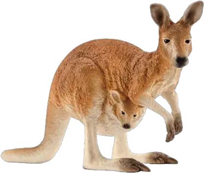 Kangaroo Png Free Images