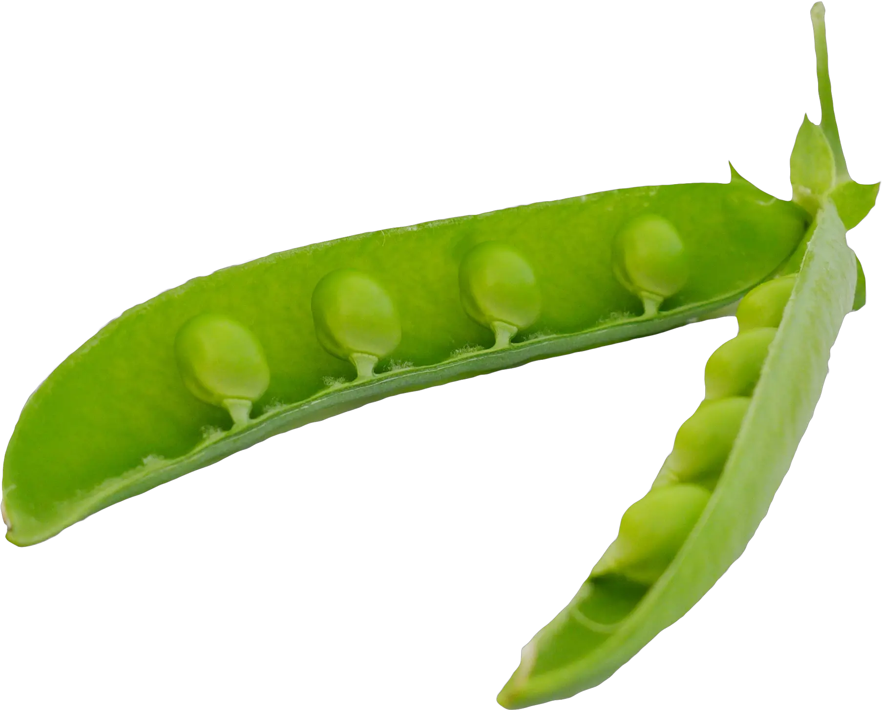 Download Green Peas Pods Png Image For Free Transparent Background Pea Pod Png Peas Png