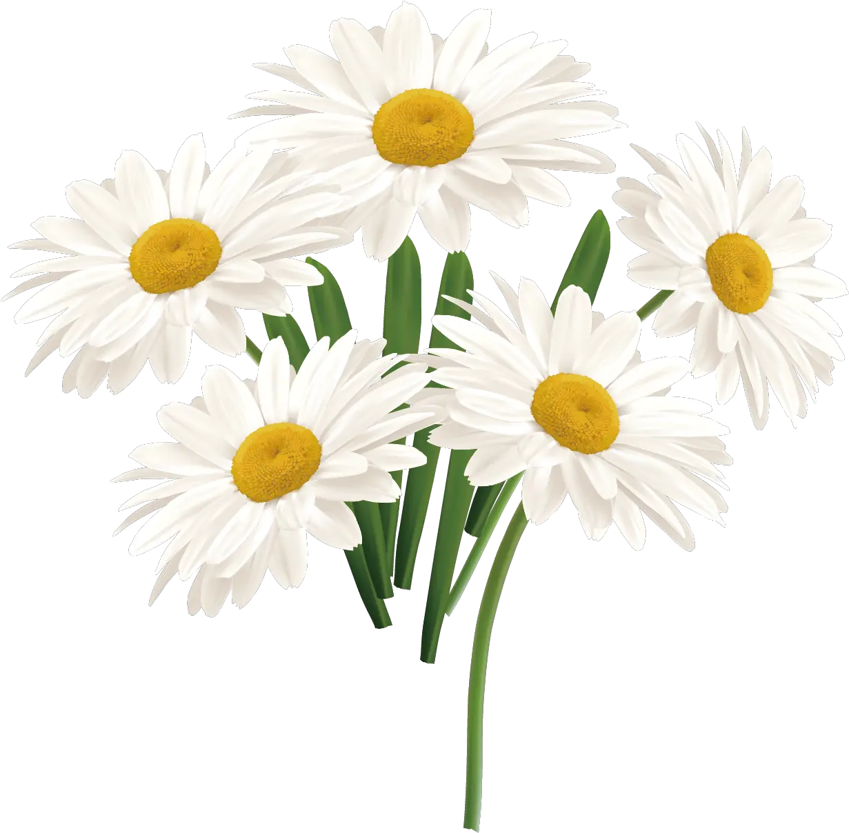 Free Daisy Vector White Sun Flower Png Chamomile Png