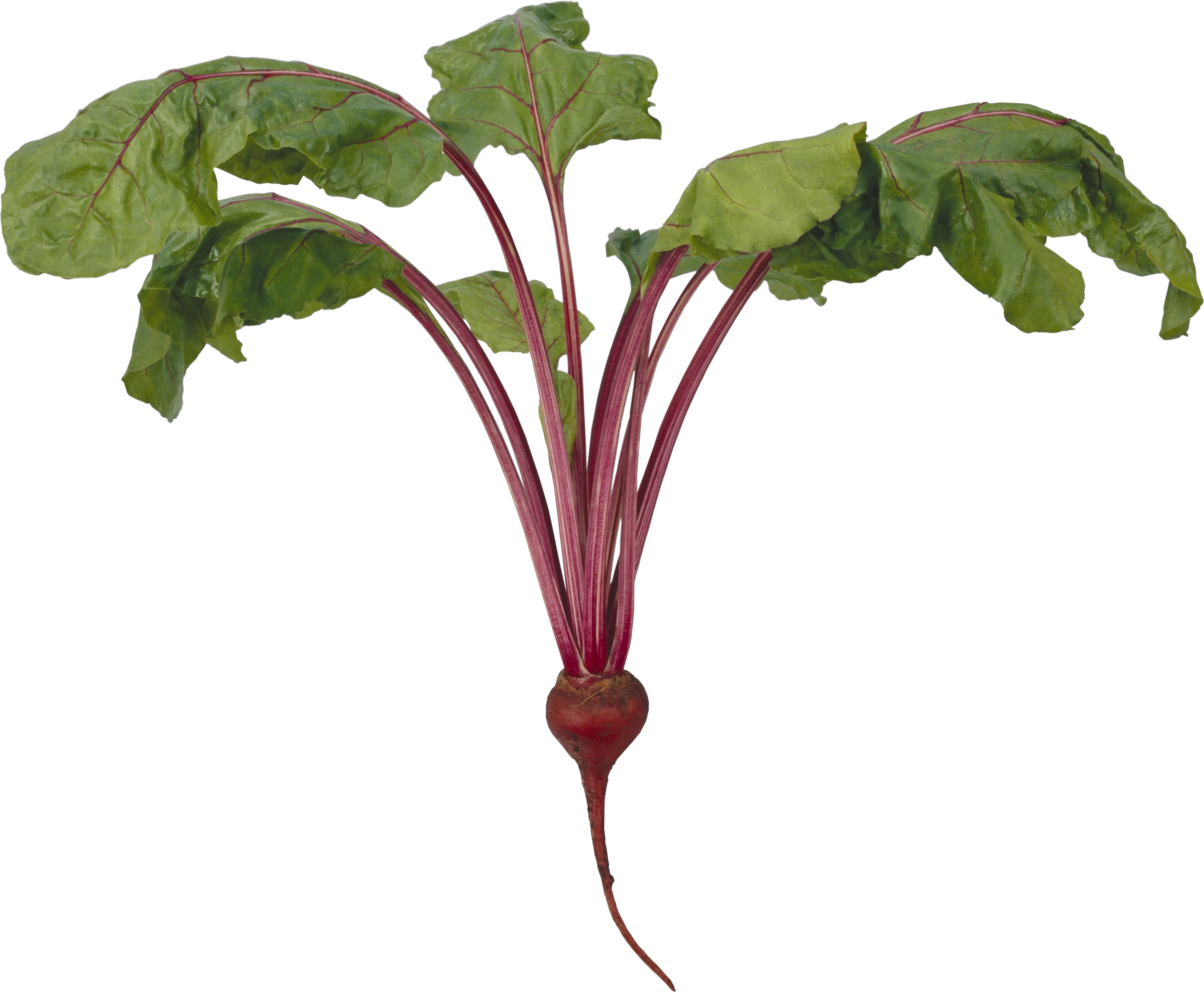 Download Beet Png Image For Free