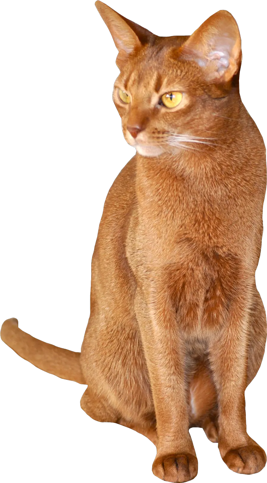 Free Cat Images Sitting Abyssinian Png Red Cat Cat Game Transparent Background Cat With Transparent Background png