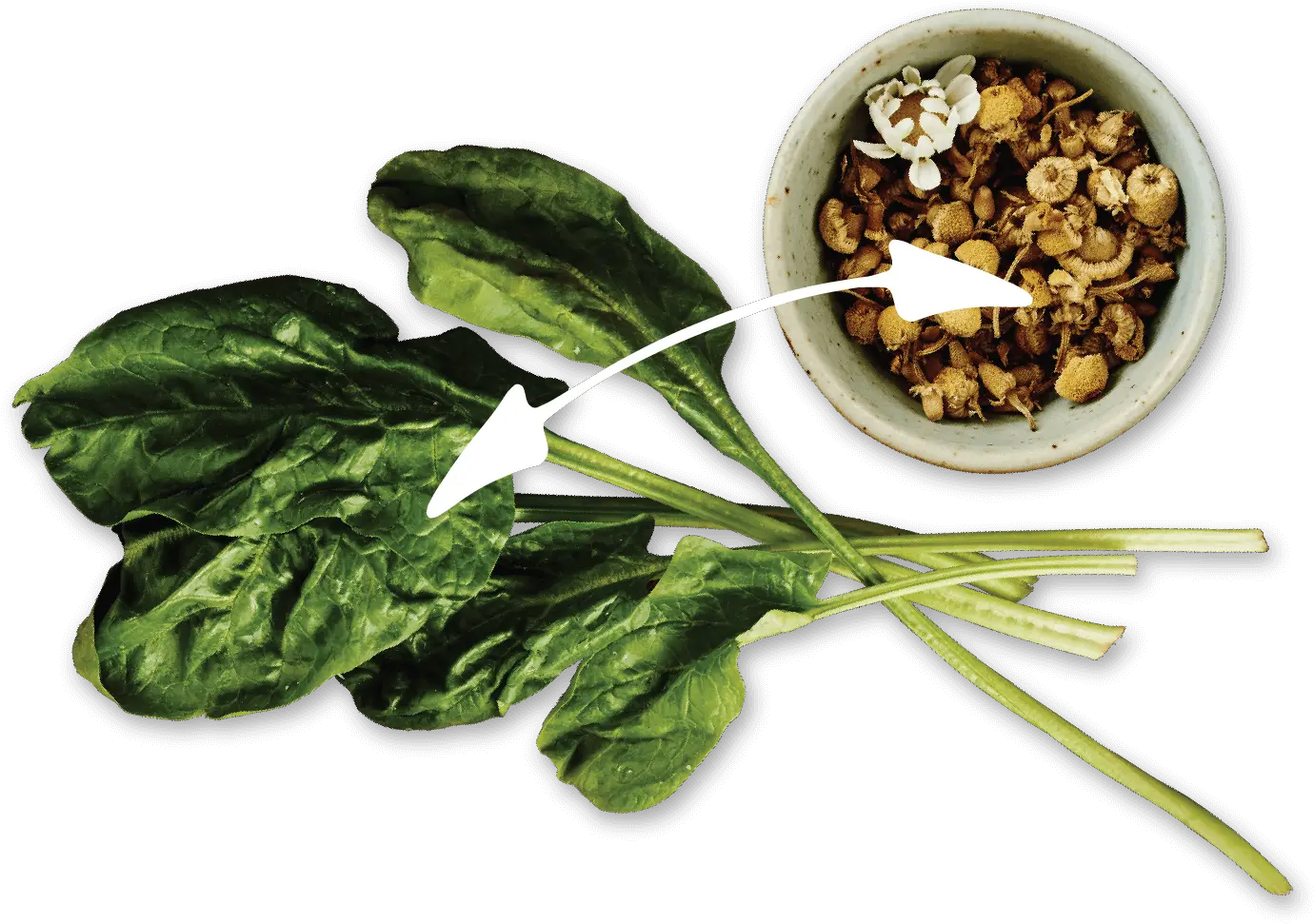 Nutram Pet Products Optimum Combinations Spinach Png Spinach Png