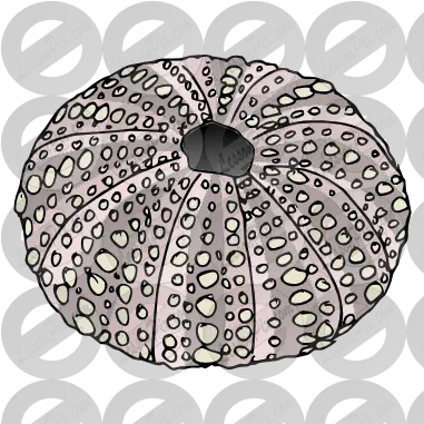 Sea Urchin Shell Lovely Png Sea Urchin Png