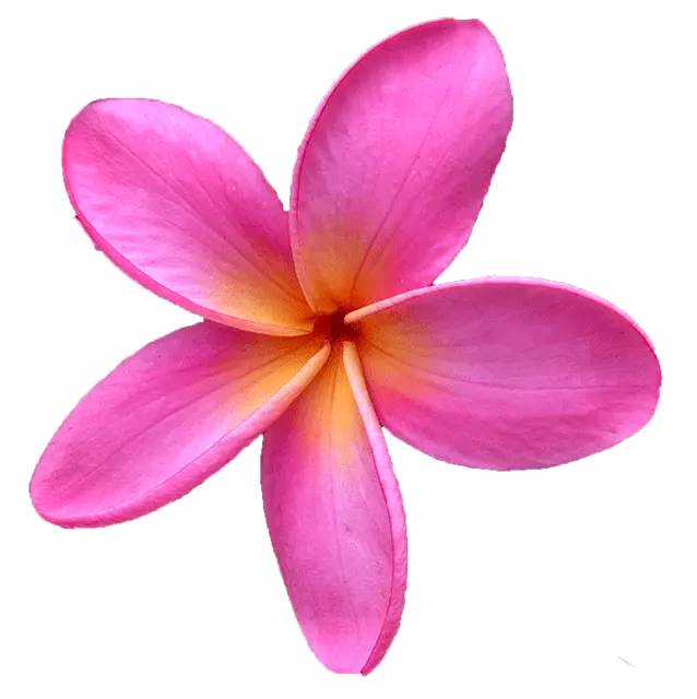 Plumeria Flower Png Frangipani Flower Pink Png Plumeria Flower Png