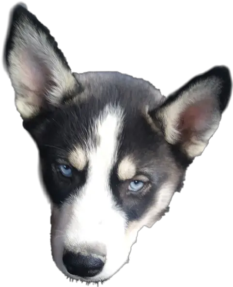 Download Siberian Husky Png Image With No Background Sakhalin Husky Husky Transparent Background