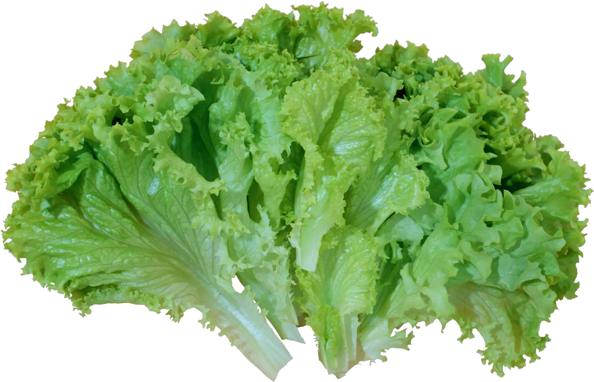 Lettuce Transparent Background Iceberg Lettuce Green Romaine Lettuce Png Lettuce Transparent