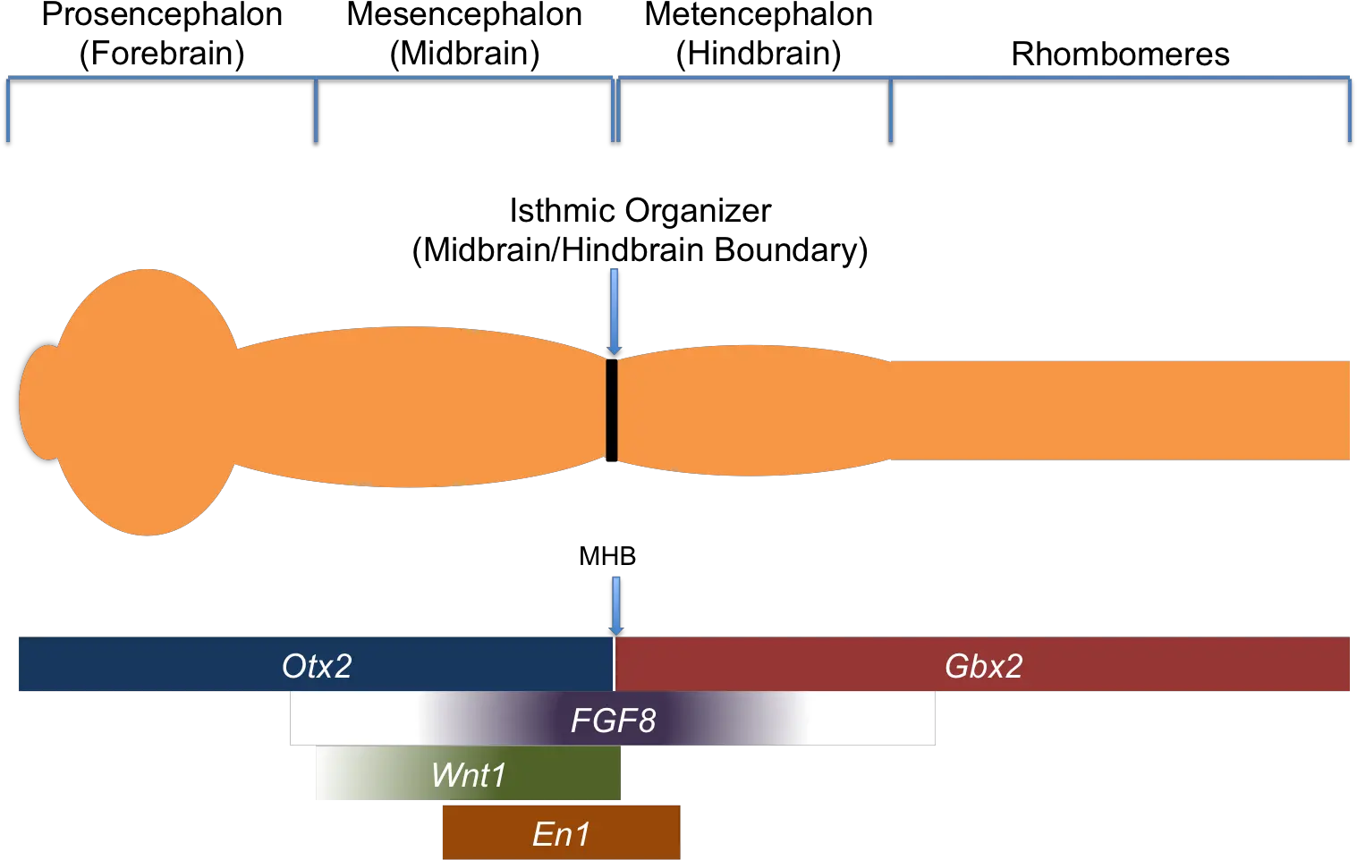 Fileisthmic Organizer Tfs And Signaling Moleculespng Isthmic Organizer Molecules Png