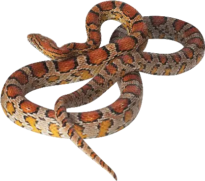 Corn Snake Corn Snake Png Snake Transparent