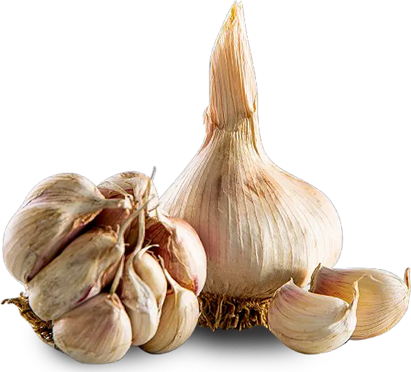 Garlic Elephant Garlic Png Garlic Png