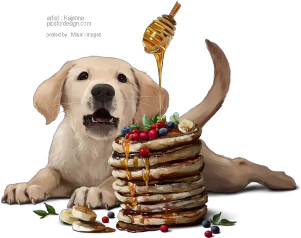 Party Labrador Retriever Png Pancakes Png