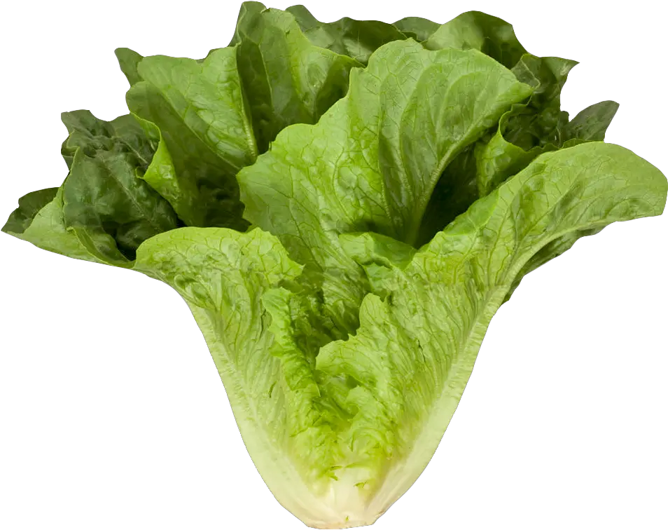 Romaine Cos Lettuce Png Image For Free Spinach No Frills Romaine Lettuce Png