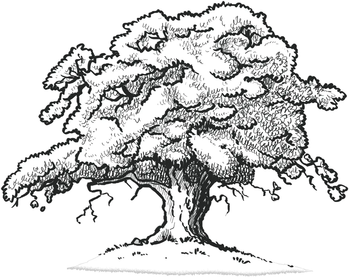 The Old Oak Tree Edenbray Scarlet Oak Tree Drawing Drawing Of A Red Oak Tree Png Tree Drawing Png png