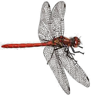 Dragonfly Png Download Image Arts Darter Dragonfly Dragon Fly Png