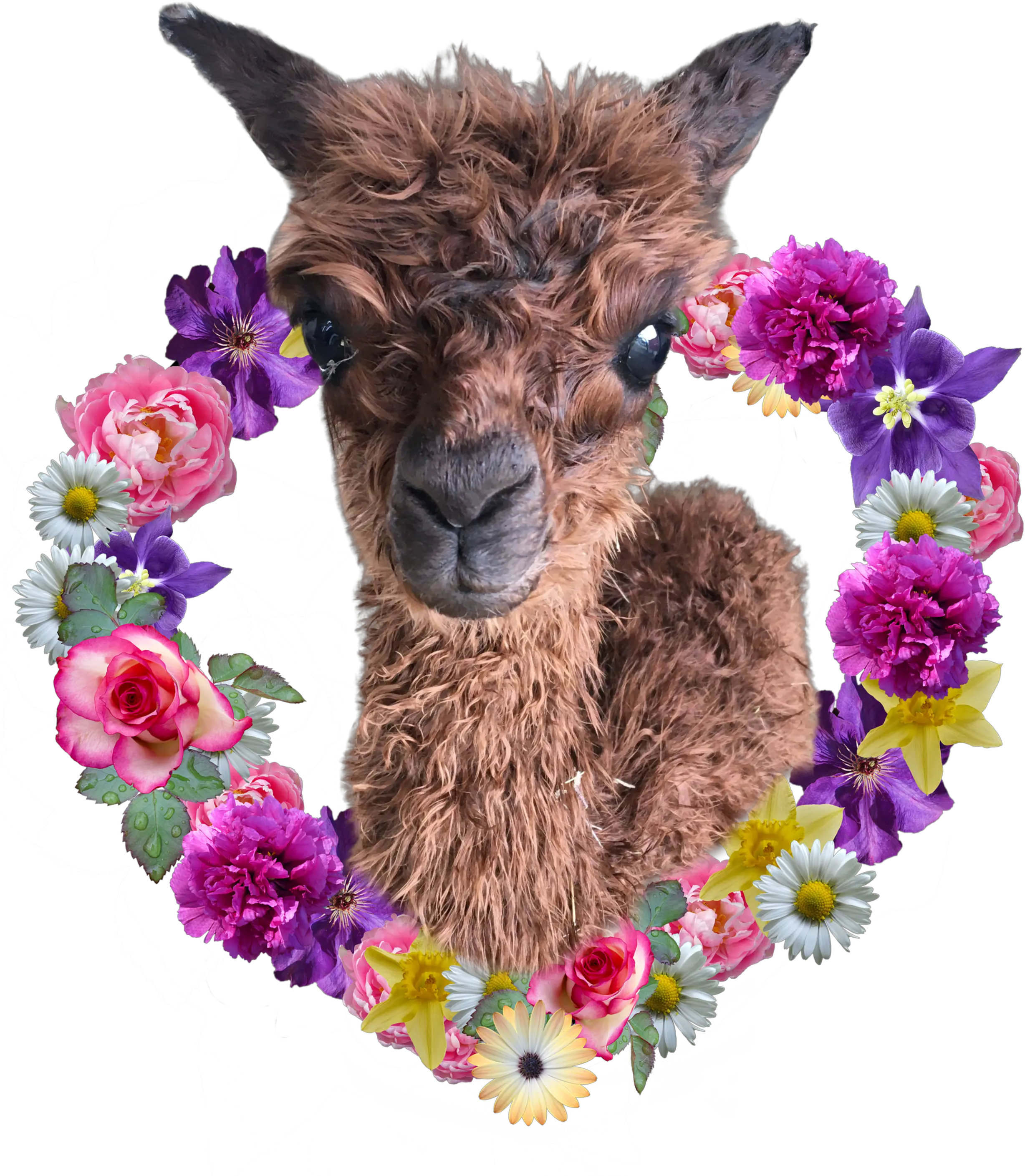 Alpaca Farm Daily Chores U2013 Wisteria Suri Ranch Fathers Day Flower Png Alpaca Png