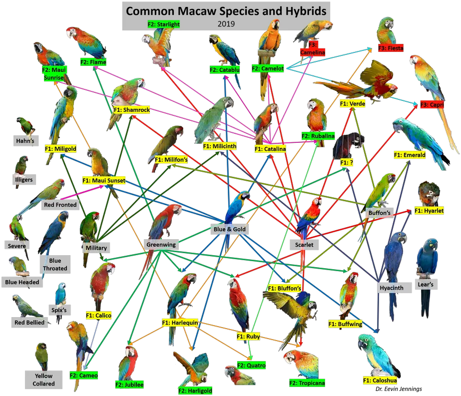 Macaw Species And Hybrids Eevin Jennings Phd Vertical Png Preserved Icon Af1