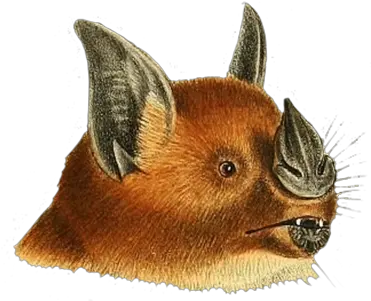 Bat Clipart Vampire Bat Png Bat Transparent