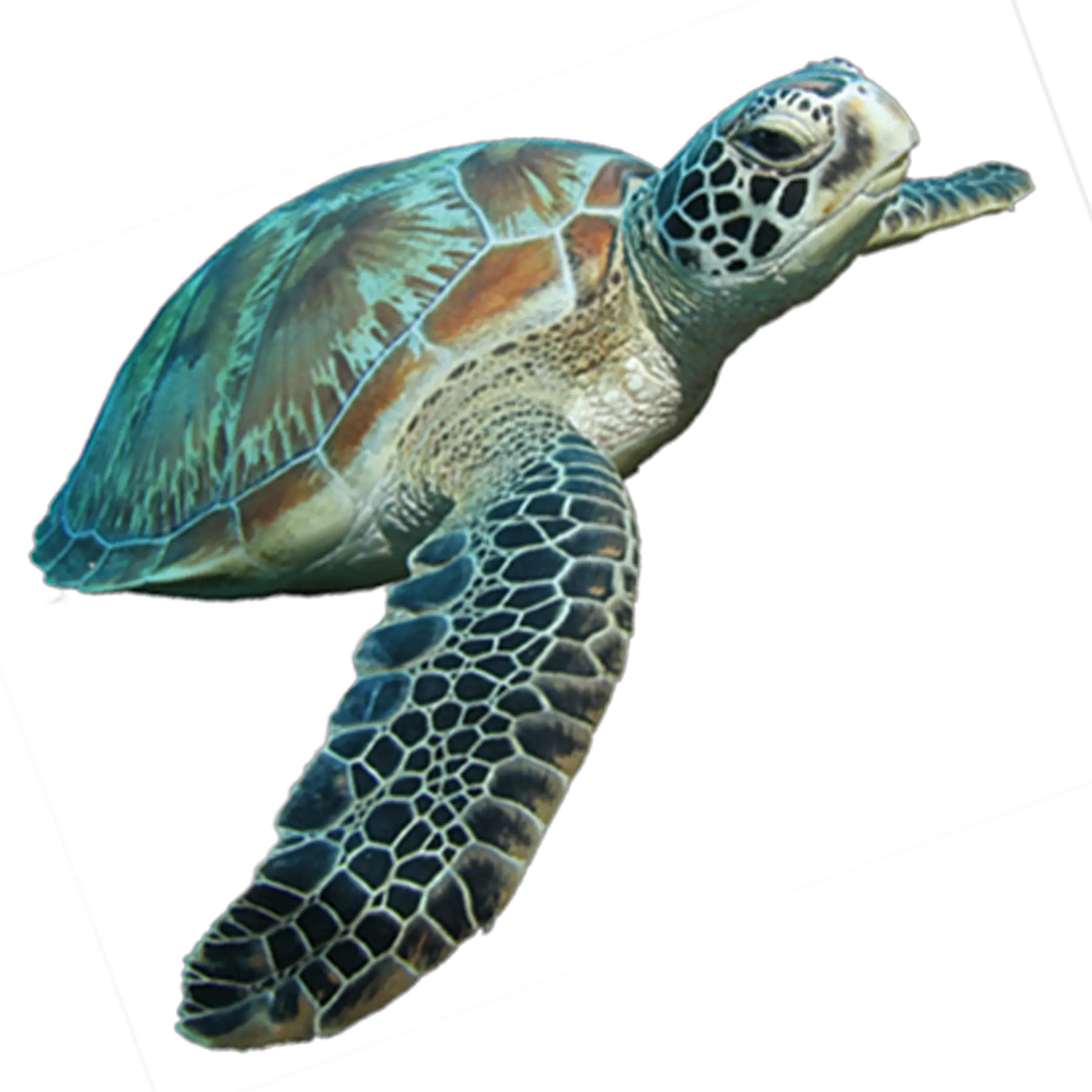 Turtle Cartoon Tortoise Clip Art Sea Turtle Png Full Sea Turtle Png Tortoise Png