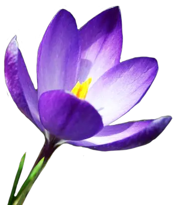 Spring Clipart Crocus Png Spring Clipart Png