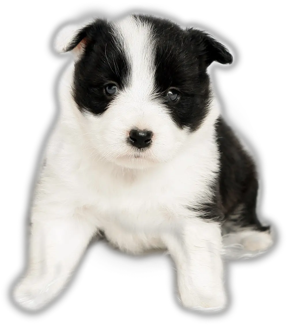 Clip Freeuse Stock Border Collie Pet Border Collie Puppy Transparent Png Border Collie Png png