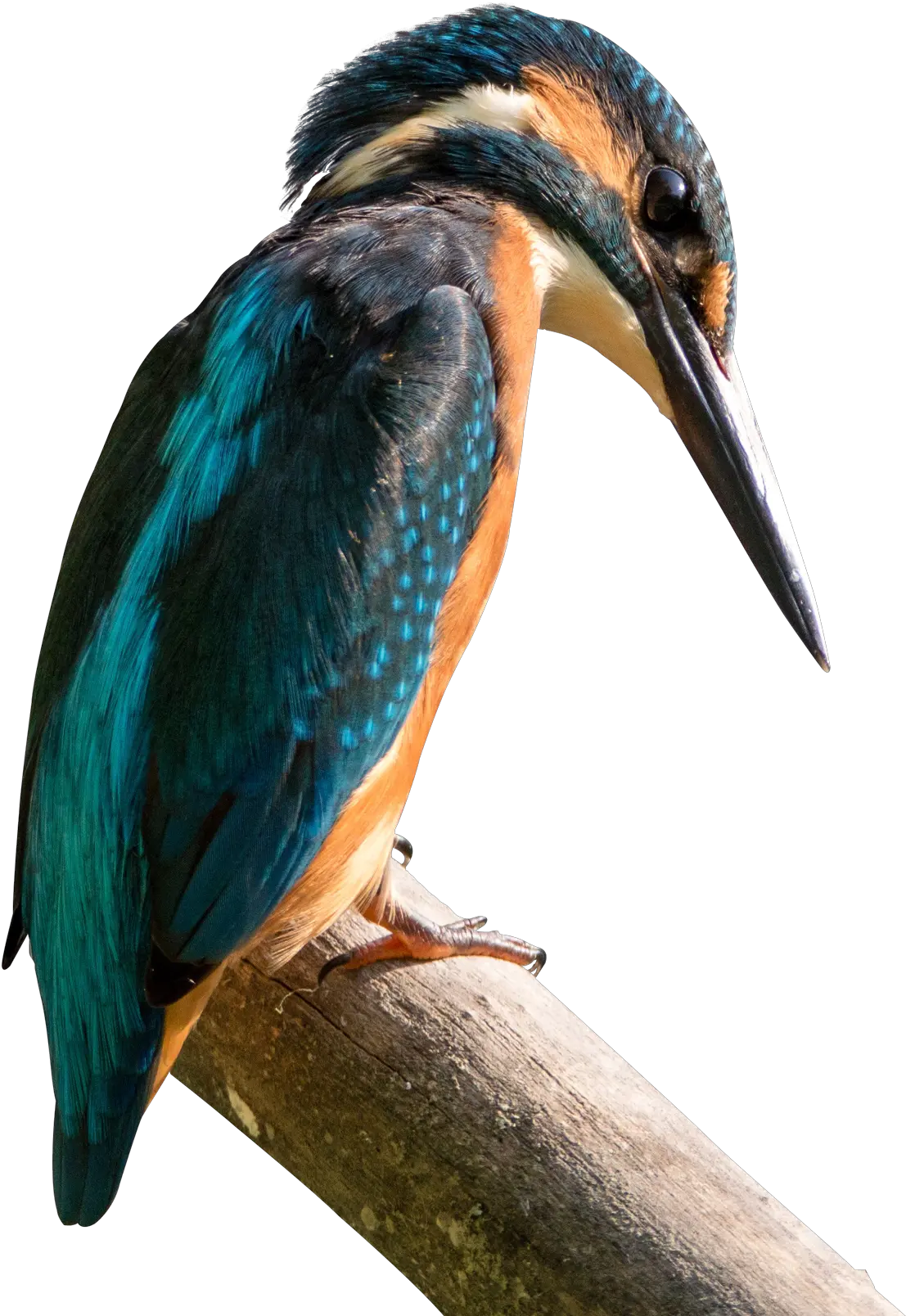 Kingfisher Bird Png Transparent Image Pngpix Birds Found In Hilly Region Of Nepal Birds Png png