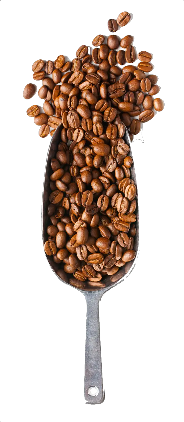Download Coffee Time Coffee Beans And Spoon Png Png Image Coffee Beans Spoon Png Coffee Bean Vector Png png