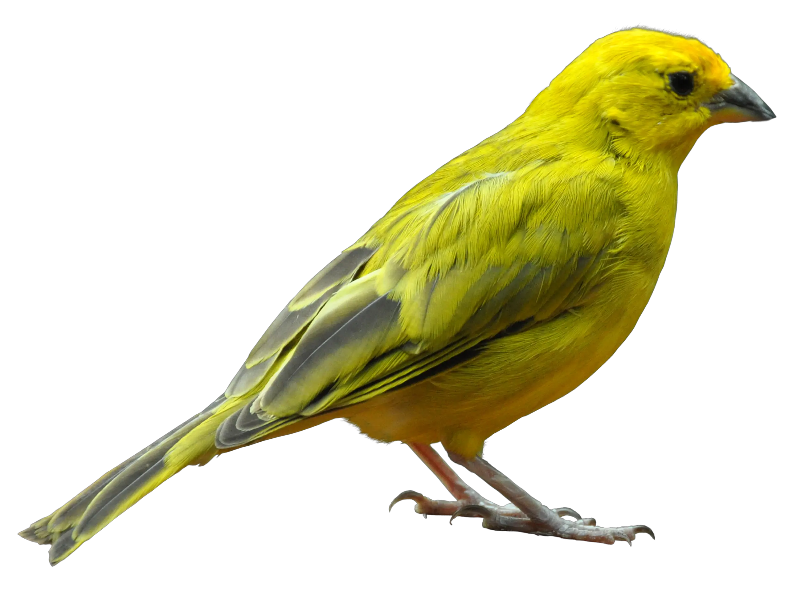 Yellow Bird Standing Png Image Purepng Free Transparent Birds Png Bird Flying Png png
