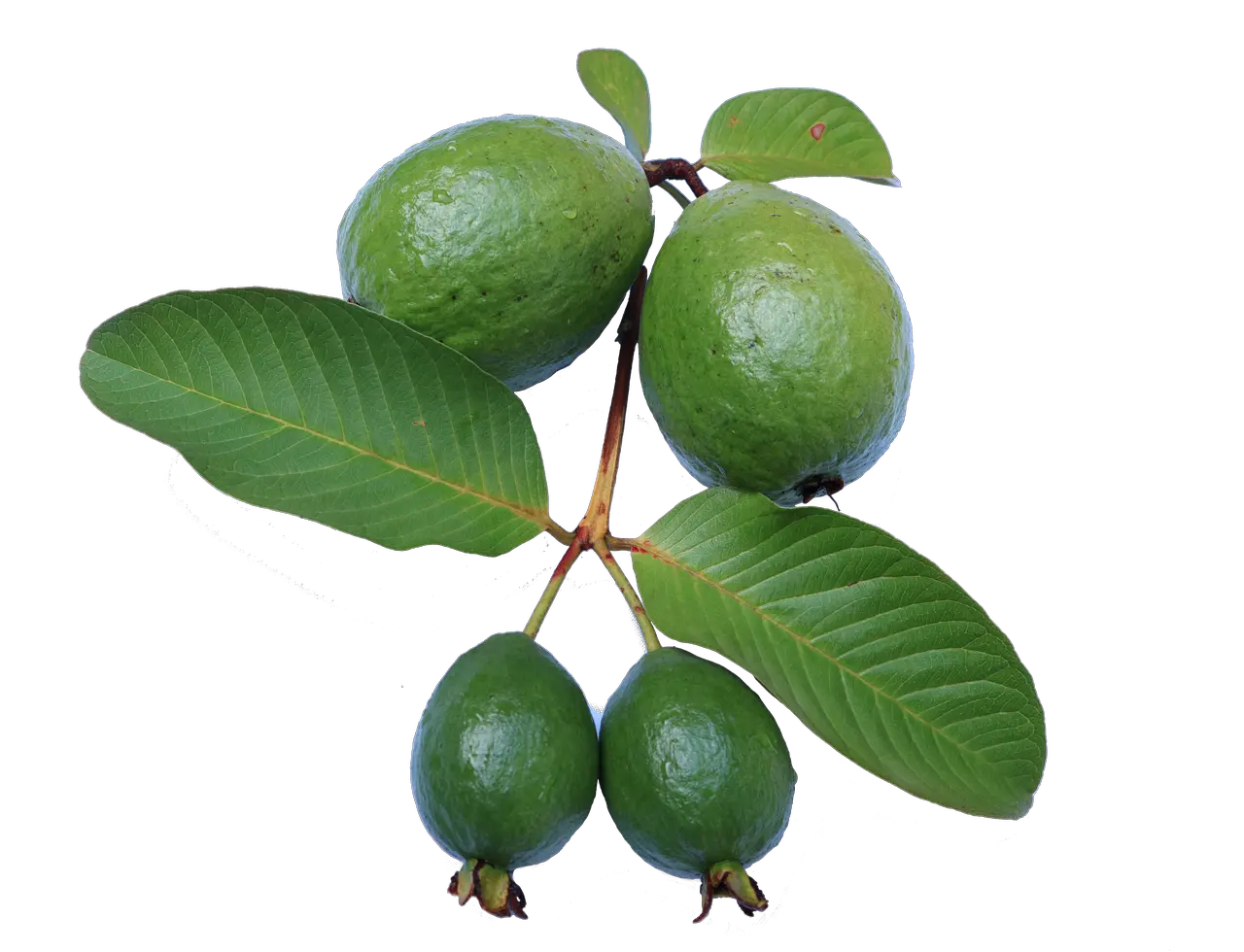 Free Photos Guava Png Search Download Guava Tree Png Fruit Tree Png