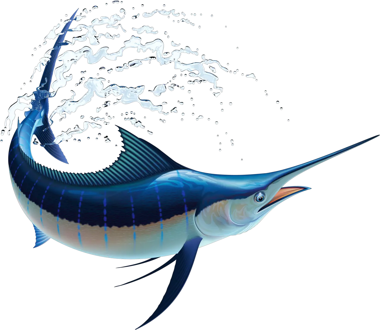 Sail Fish Marlin Fish Png Marlin Png