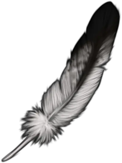 Eagle Feather Png Transparent Images Animal Product Eagle Feather Png