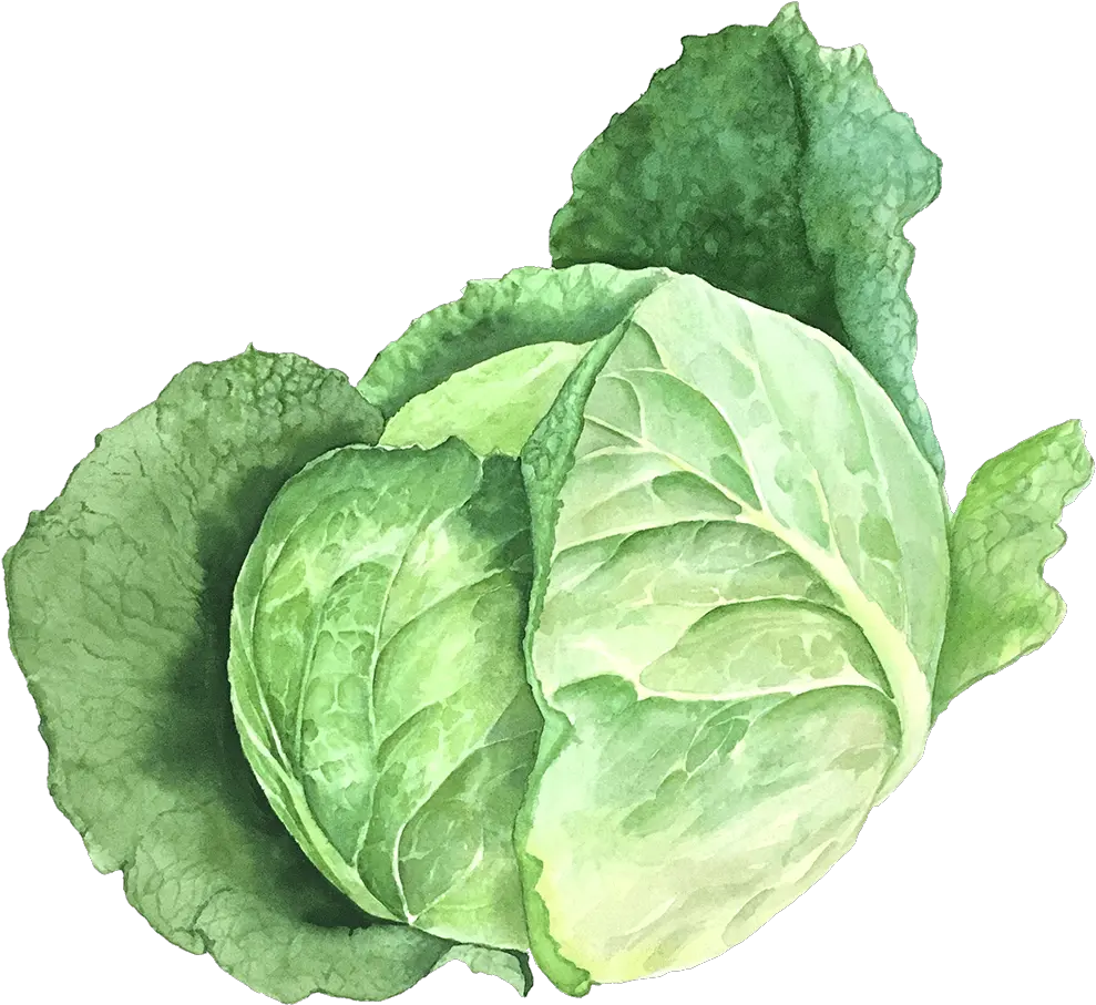 Samen Maieru0027s Organic Lettuce Seeds Cabbage Plant Botanical Illustration Png Lettuce Transparent