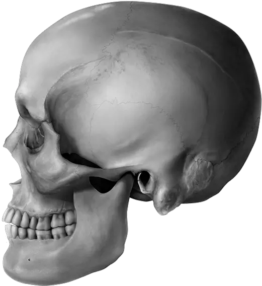 Download This Human Skull Illustration Of A Middle Aged Skull Png Human Skull Png