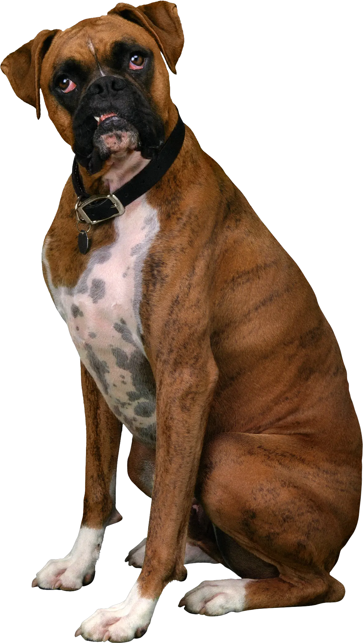 Download Free Boxer Dog Sitting Clipart Hq Icon Favicon Boxer Dog Transparent Background Png Boxer Icon