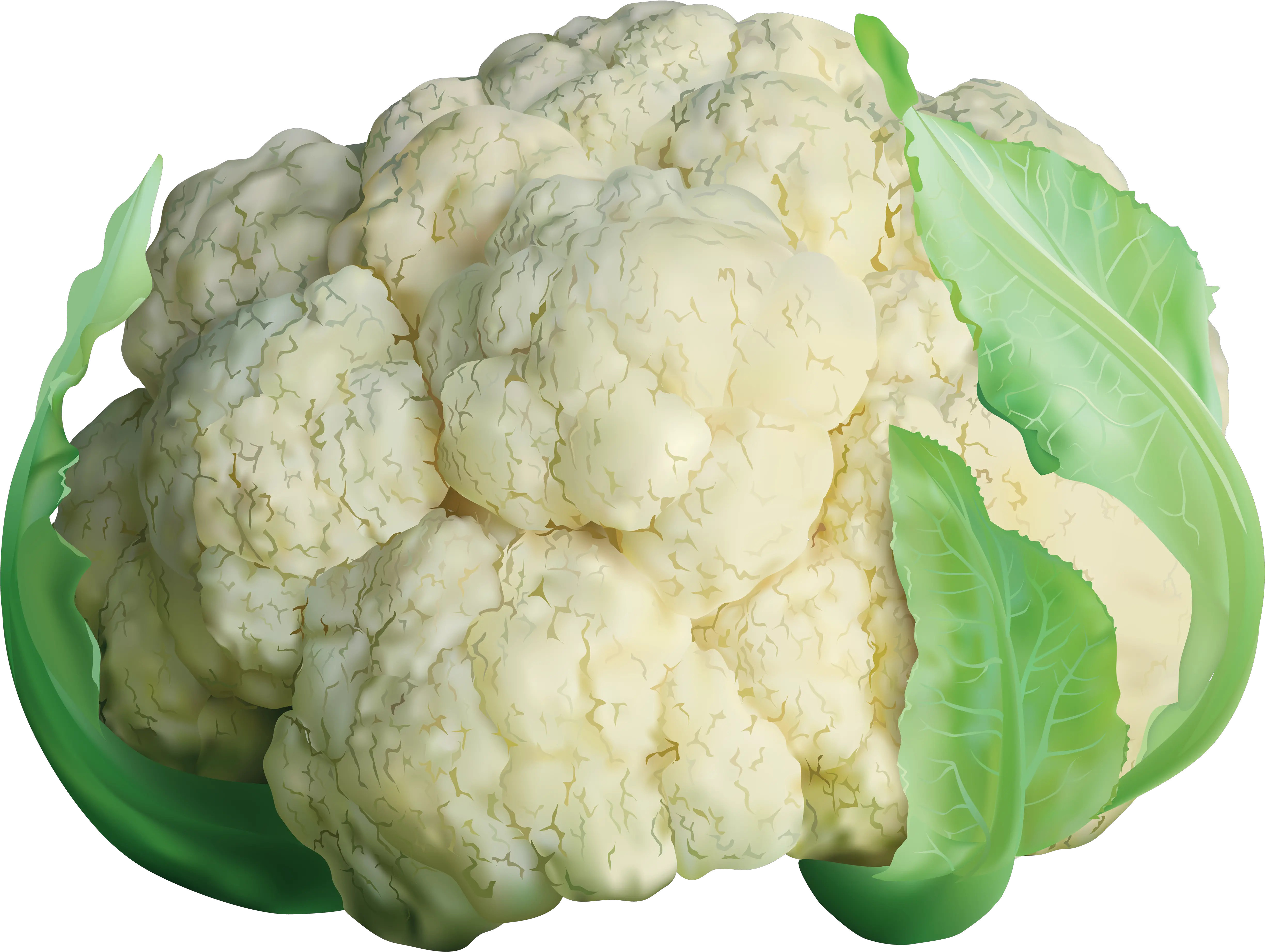 Cabbage Clipart Cauliflower Transparent Png