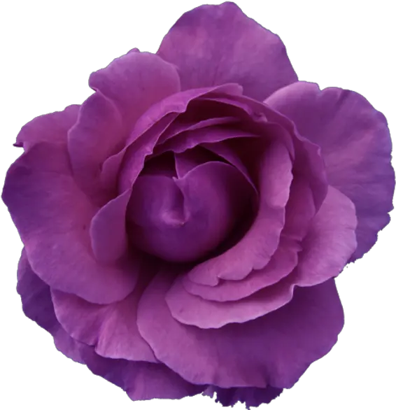 Flower Rose Red Purple Transparent Free Images At Clker Pink Flower Transparent Background Png Roses Transparent Background